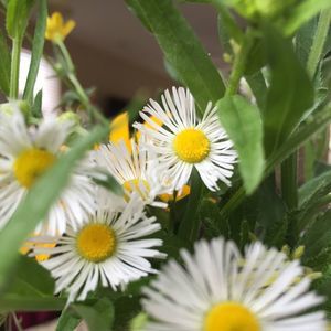 Meet your Posher, Leslie